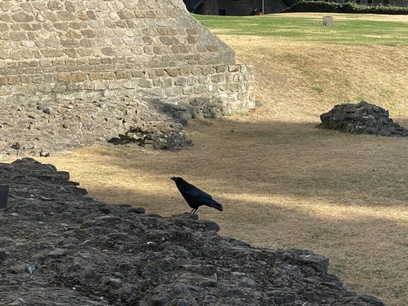 ロンドン塔にいるワタリガラスの写真